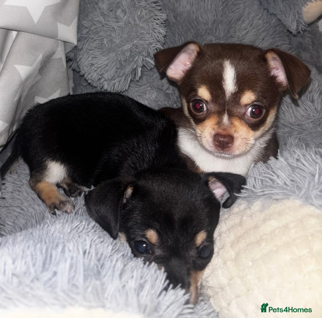 Chihuahua dogs for sale: Gorgeous tiny tri colour chihuahua puppies - Advert 2