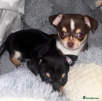 Chihuahua dogs Gorgeous tiny tri colour chihuahua puppies - Advert 10