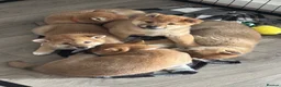 Japanese Shiba Inu dogs for sale: Japanese Shiba Inu *two girls left* - Advert 3