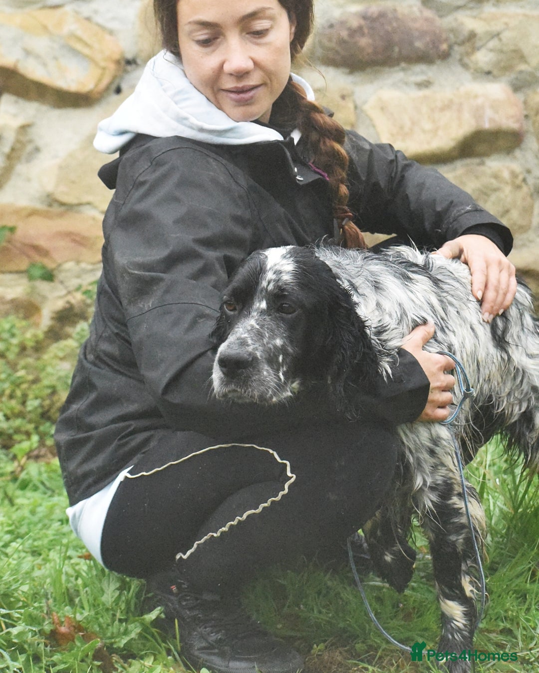 English Setter dogs for adoption: Aquiles - Advert 6