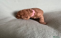 Australian Labradoodle dogs for sale: Fib Labradoodle puppies - Advert 32