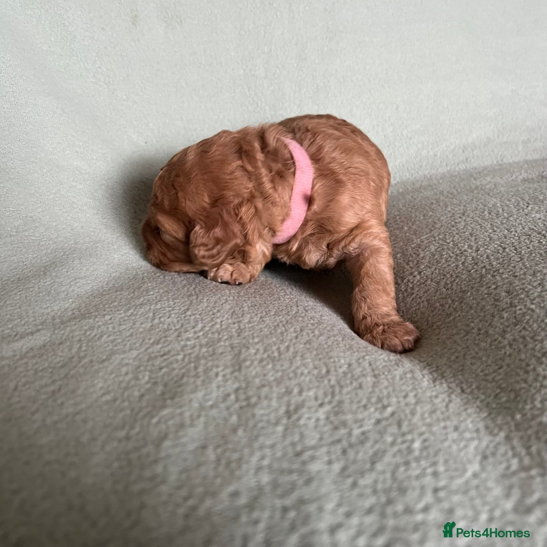 Australian Labradoodle dogs for sale: Fib Labradoodle puppies - Advert 32