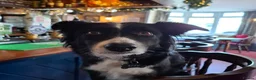 Mixed Breed dogs for sale: Chihuahua border colloie cross  in Saltash - Advert 3