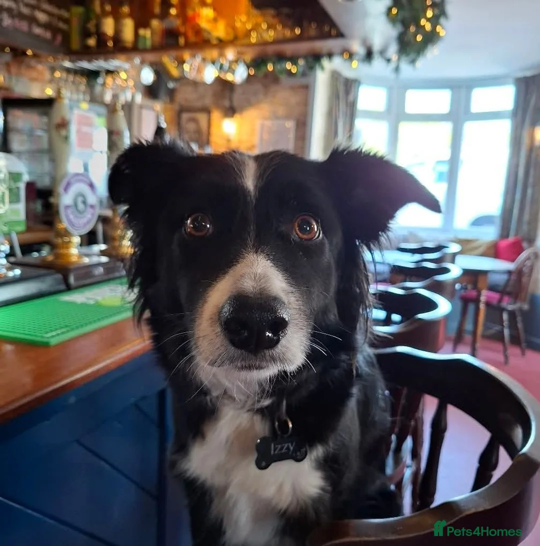 Mixed Breed dogs for sale: Chihuahua border colloie cross  in Saltash - Advert 3