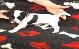 Mixed Breed dogs for sale: 💖 Double trouble 2 gorgeous jack Russell boys 💖 - Advert 5