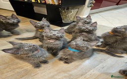 Maine Coon cats for sale: 🔥*Stunning Litter of 8💎Solid Blue Maine Coon*🔥  - Image 30