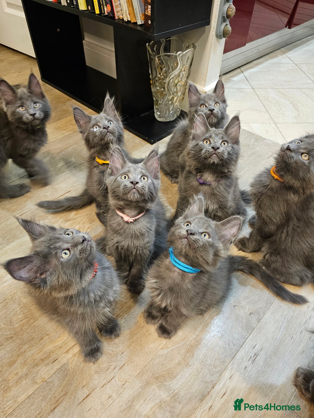 Maine Coon cats for sale: 🔥*Stunning Litter of 8💎Solid Blue Maine Coon*🔥  - Image 30