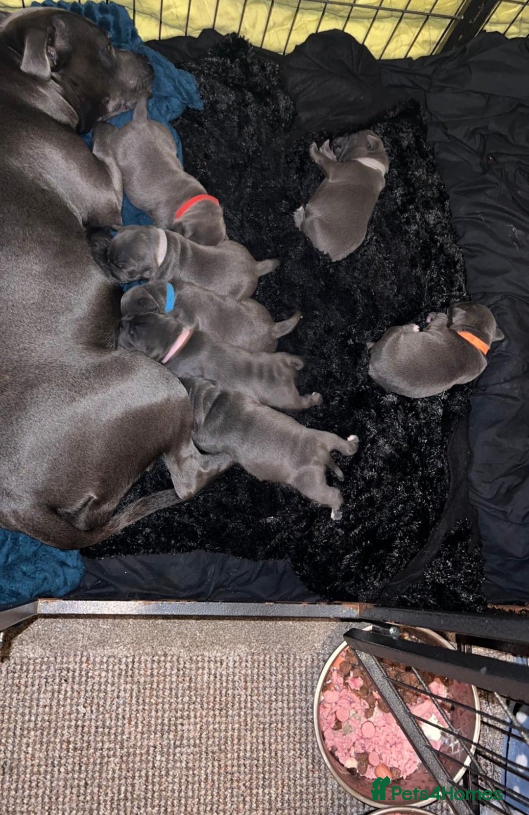 Staffordshire Bull Terrier dogs for sale: QUALITY CHUNKY PUPS - Image 5