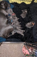 Staffordshire Bull Terrier dogs - Advert 8