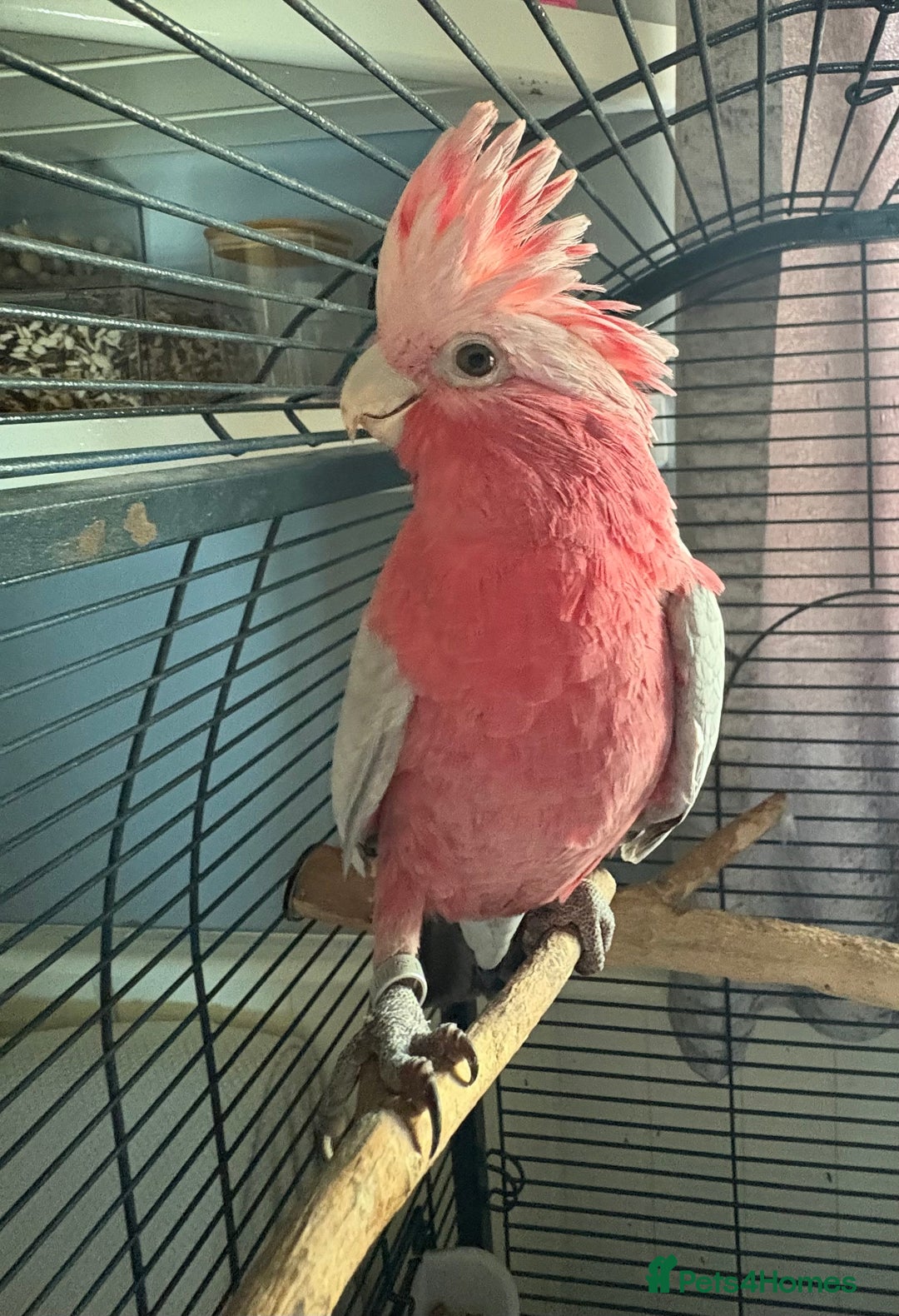Parrots birds for sale: Galah cockatoo - Advert 3