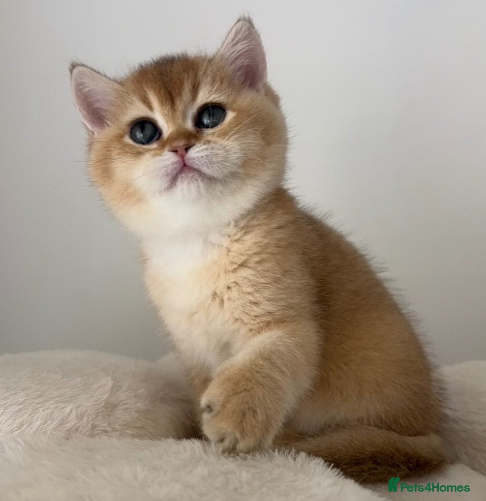 British Shorthair cats Beautiful Golden Chinchilla BSH Ny12 & Ny25 Girl - Advert 13