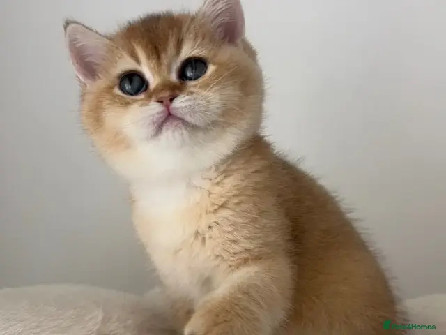 British Shorthair cats Beautiful Golden Chinchilla BSH Ny12 & Ny25 Girl - Advert 23