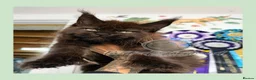 Maine Coon cats for sale: Family Raised Russian Maine Coons  - Advert 2