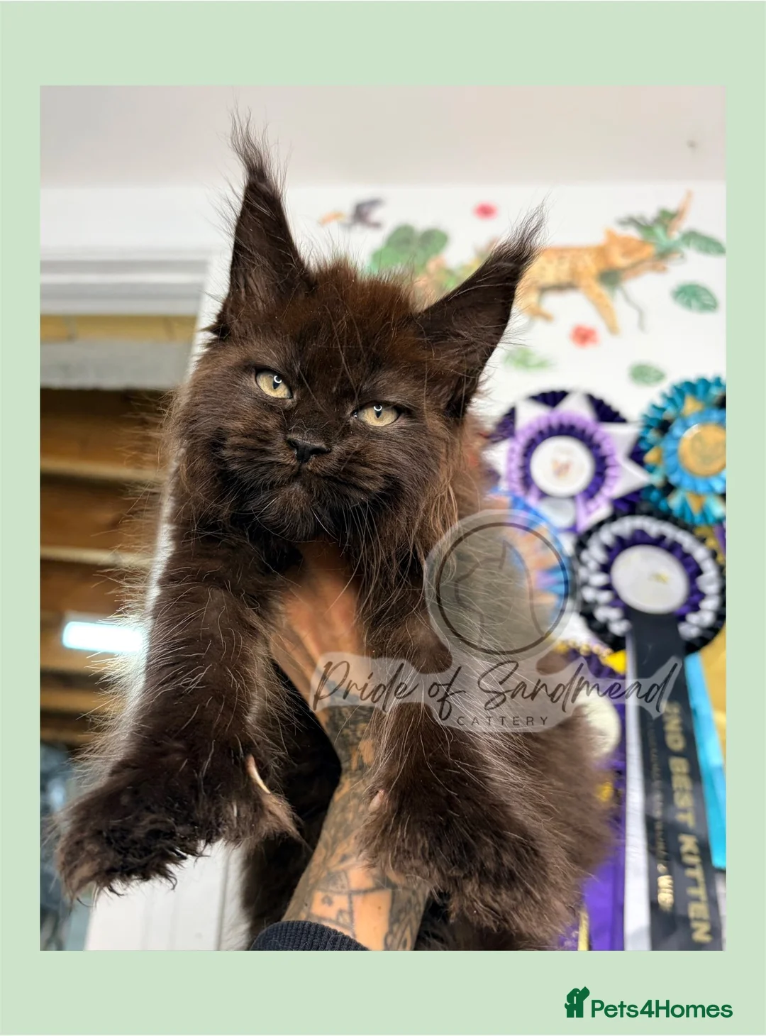 Maine Coon cats for sale: Family Raised Russian Maine Coons  - Advert 2