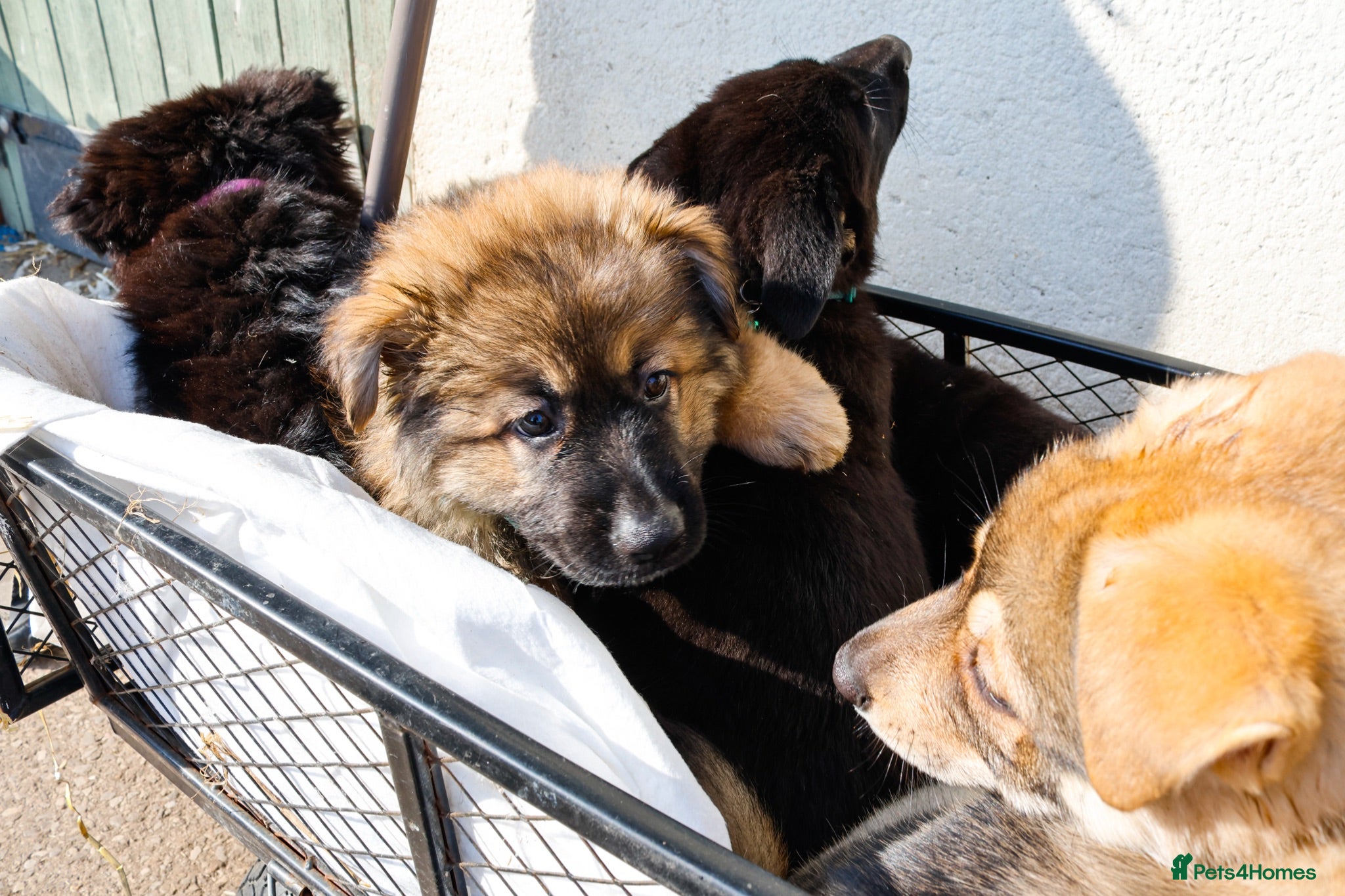 German Shepherd dogs German Shepherd Puppies  - Advert 1
