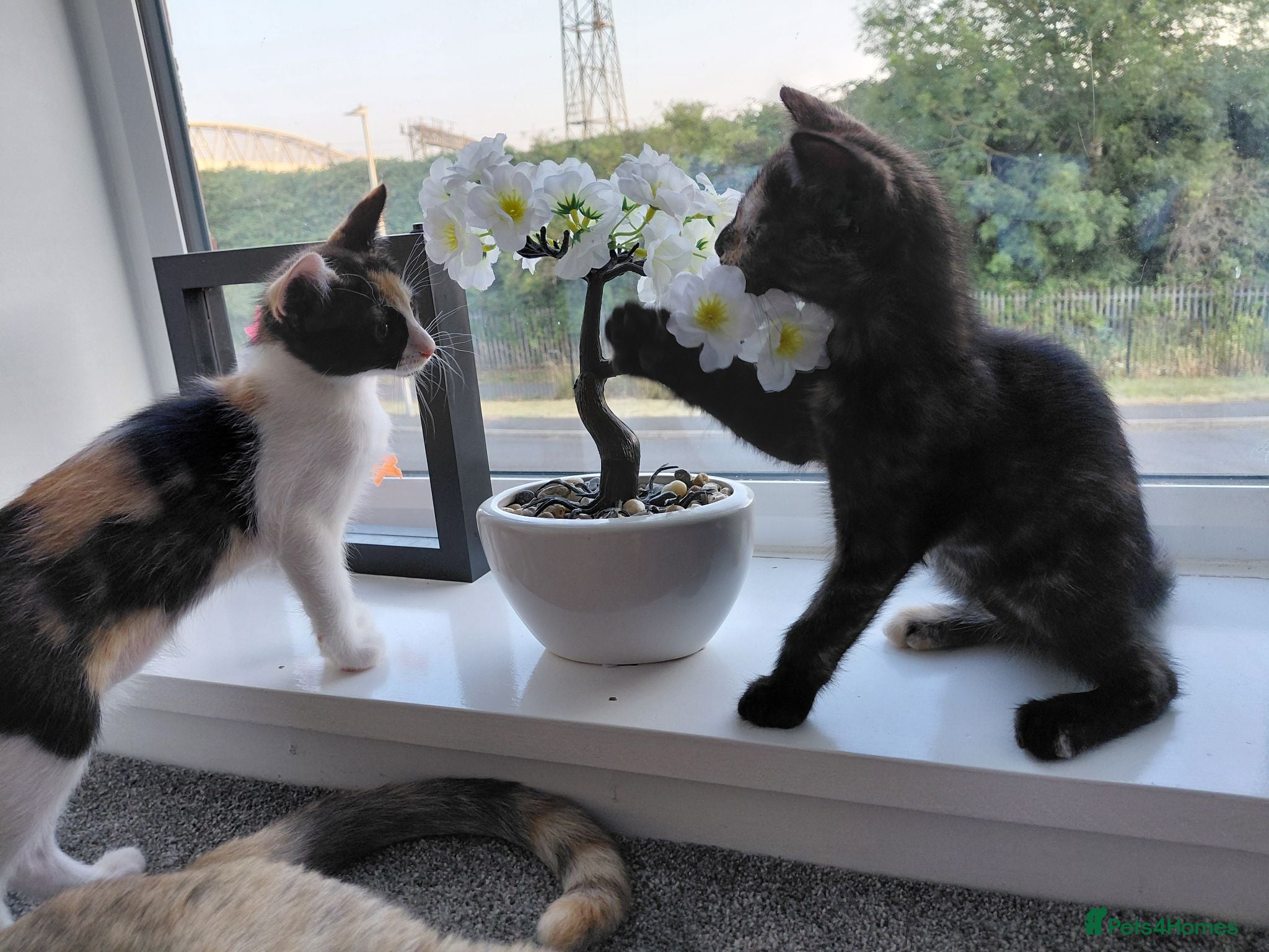 Mixed Breed cats Lovely kittens looking for forever home - Advert 1