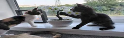 Mixed Breed cats for sale: Lovely kittens looking for forever home - Advert 1