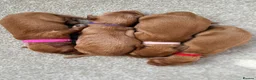 Cockapoo dogs for sale: Cockapoo puppies 3 Girls available  - Advert 25