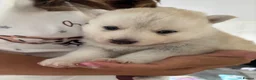 Pomsky dogs for sale: Stunning fluffy pomsky puppies  in Chinnor - Advert 8