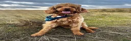 Mixed Breed dogs for sale: ONLY 2 LEFT Double Doodle Puppies (Cockadoodles) - Advert 28