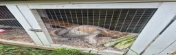Mixed Breed rabbits for sale: Male and female rabbit with hutches  - Advert 2