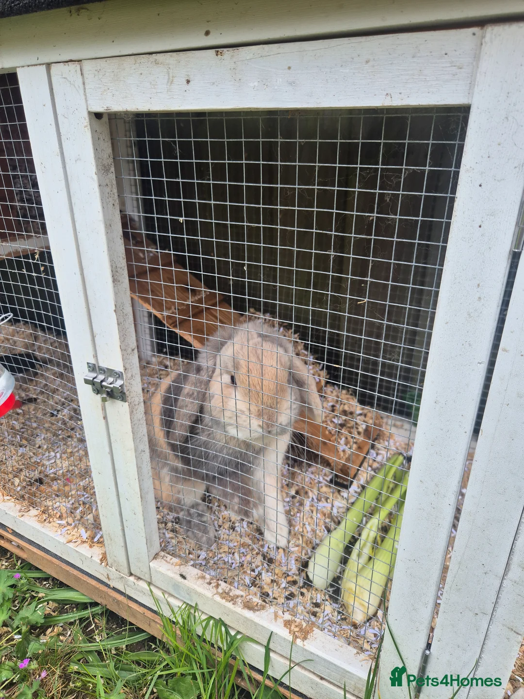 Mixed Breed rabbits for sale: Male and female rabbit with hutches  - Advert 2