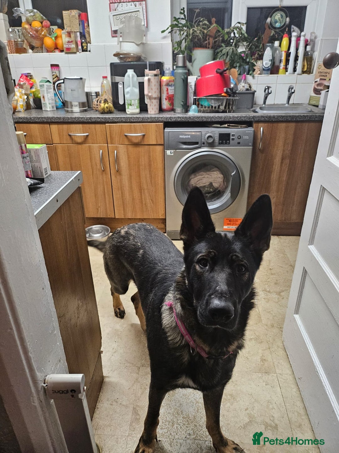 German Shepherd dogs for sale: APPROVED GSD PUPPIES,BLACK AND TAN,SABLE,SEE ALL P - Advert 14