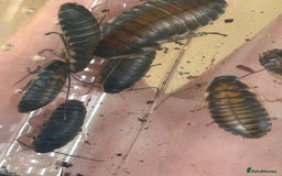 Cockroaches invertebrates for sale: Madagascar hissing cockroaches - Image 1