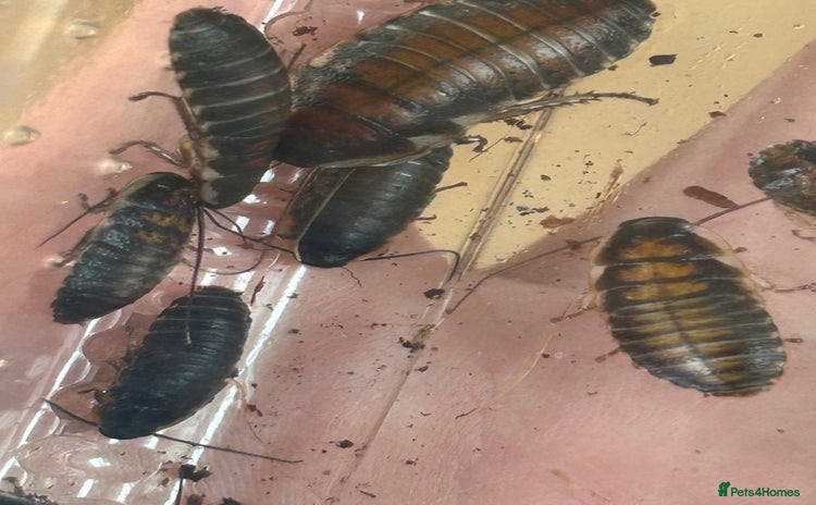 Cockroaches invertebrates - Advert 2