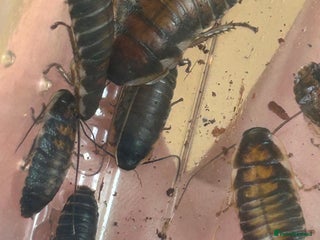 Cockroaches invertebrates - Advert 5