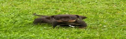 Dachshund dogs for sale: Gorgeous  Dachshund puppies for sale in Dorchester - Advert 6