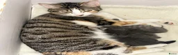 American Shorthair cats for sale: 3 adorable kittens for sale🐱 - Advert 3