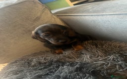 Miniature Dachshund dogs for sale: Miniature dachshund merle - Advert 13