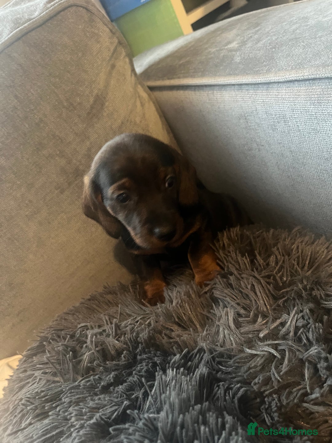 Miniature Dachshund dogs for sale: Miniature dachshund merle - Advert 13
