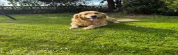 Golden Retriever dogs for stud: Golden retriever stud in Halesowen - Advert 1