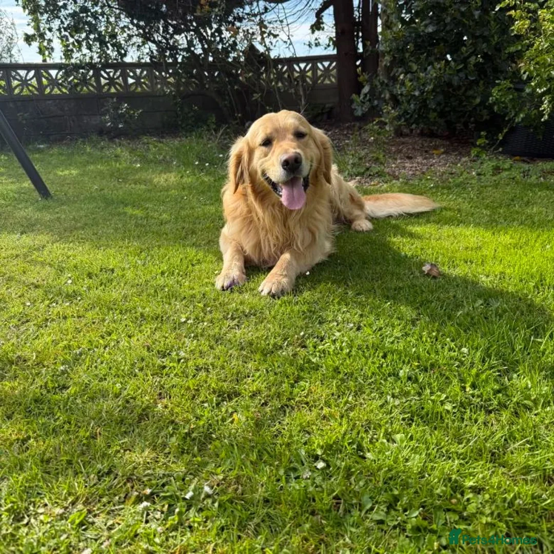 Golden Retriever dogs for stud: Golden retriever stud in Halesowen - Advert 1