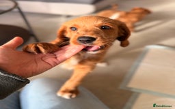 Australian Labradoodle dogs for sale: 🐶READY FOR NEW 🏡 Pure Australian Labradoodle  - Image 7