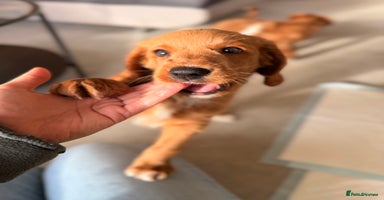 Australian Labradoodle dogs - Advert 15