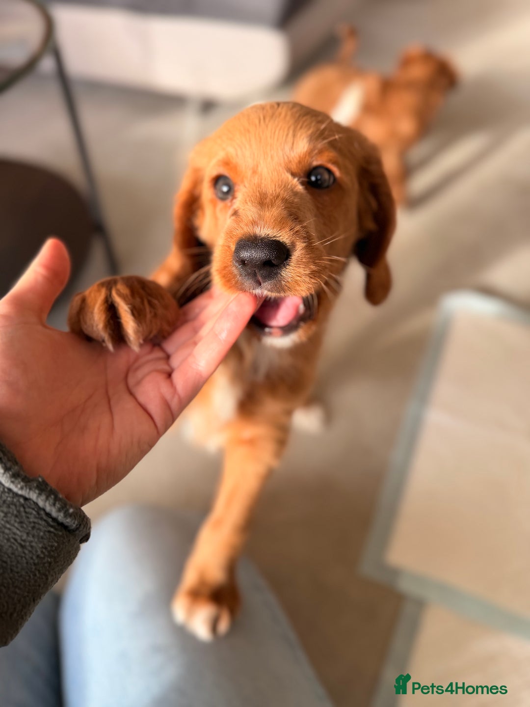 Australian Labradoodle dogs for sale: 🐶READY FOR NEW 🏡 Pure Australian Labradoodle  - Image 7