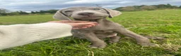 Labrador Retriever dogs for stud: KC REGISTERED SILVER LAB FOR STUD  - Advert 8