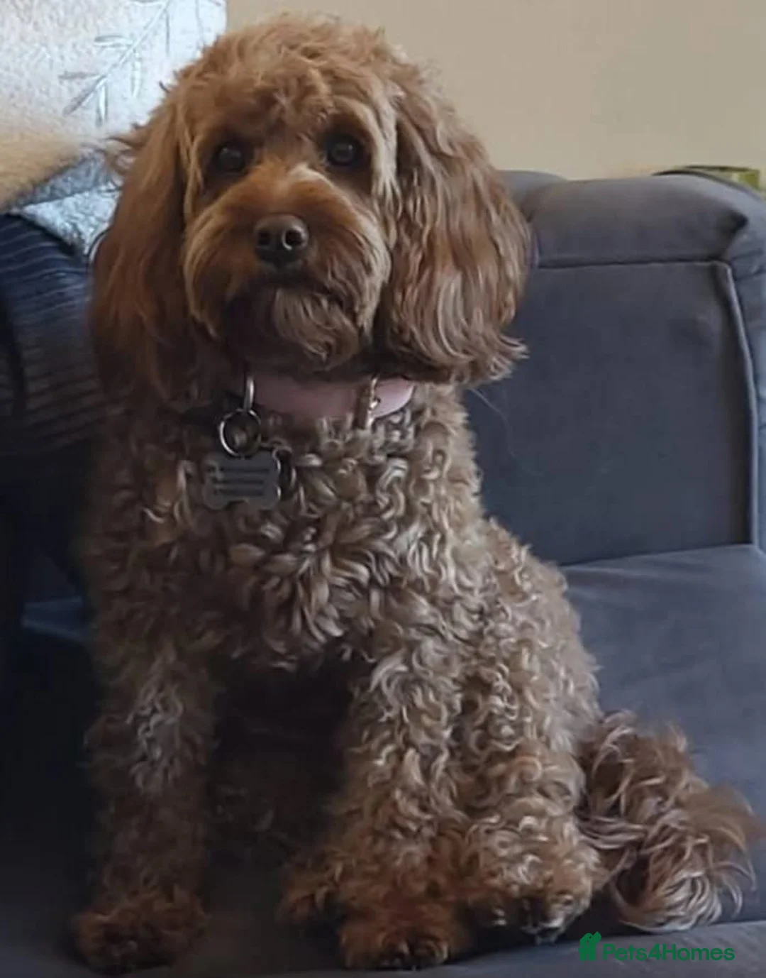 Cavapoo dogs for sale: Stunning extensively health tested Cavapoos in Portsmouth - Advert 31