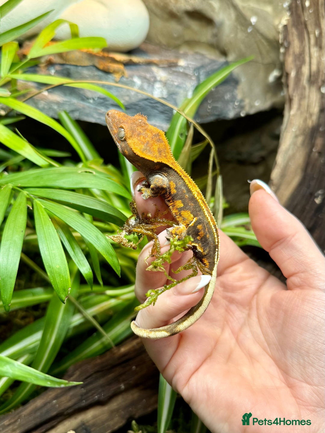 Lizard reptiles for sale: Mixture of Crested Geckos - Advert 13