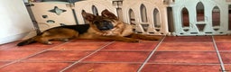 German Shepherd dogs for sale: Outstanding specimen German Shepherd  - Advert 8