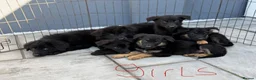 German Shepherd dogs for sale: German shepherd pups  in Dereham - Advert 5