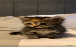 Domestic Shorthair cats for sale: 4 beautiful kittens, 2 boys and 2 girls - Image 3