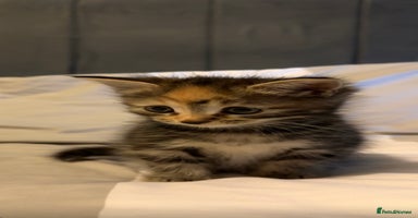 Domestic Shorthair cats - Advert 12
