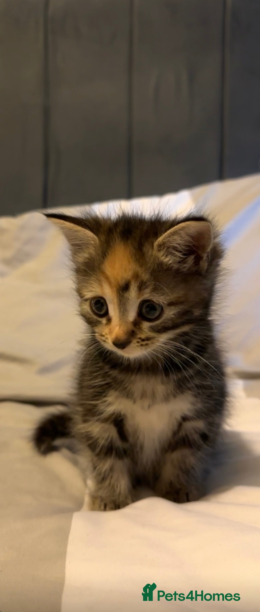 Domestic Shorthair cats for sale: 4 beautiful kittens, 2 boys and 2 girls - Image 3