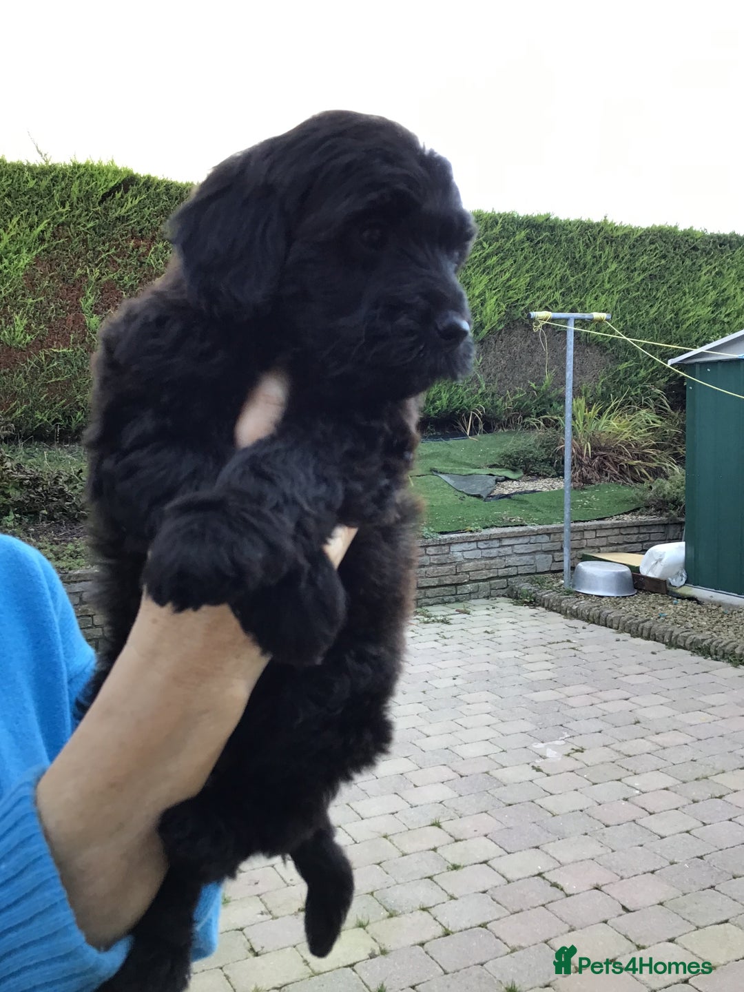 Bernedoodle dogs for sale: Rare Toy bernedoodles  - Image 12