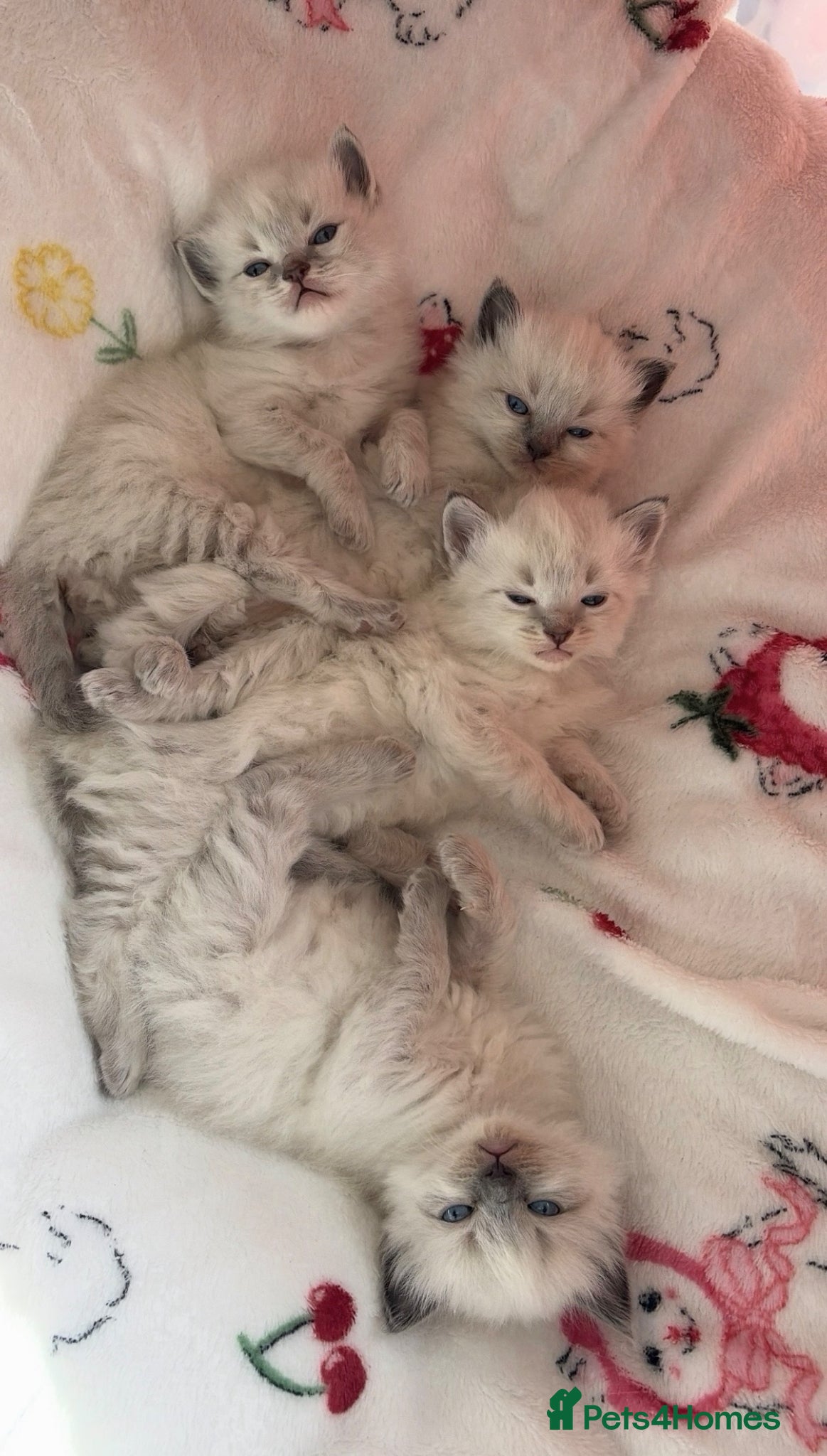 Ragdoll cats Beautiful pure bred Blue Point Ragdoll kittens  - Advert 1