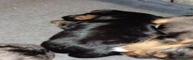  Biewer yorkie black n tan girl